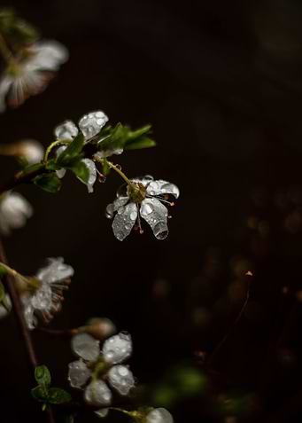 Cherry bloom