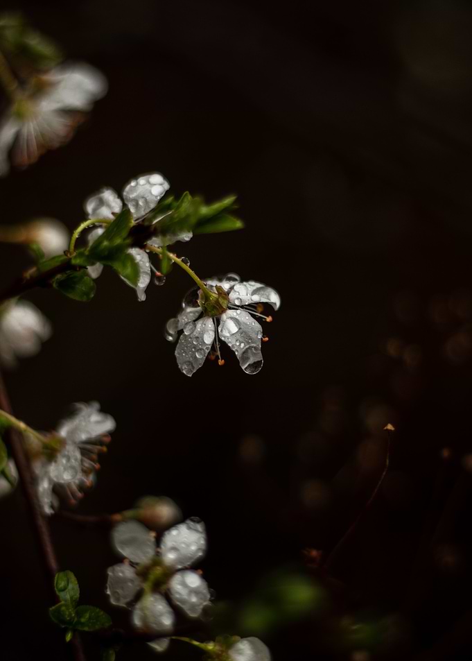 Cherry bloom