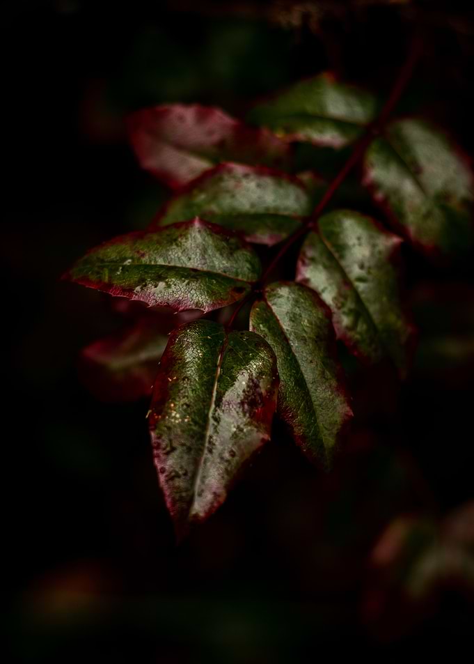 Mahonia aquifolium