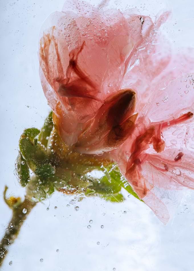 Azalea in ice 1
