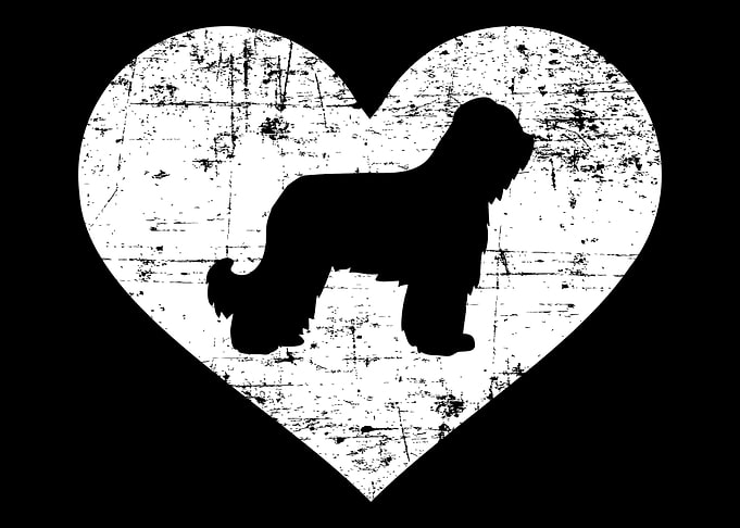Briard