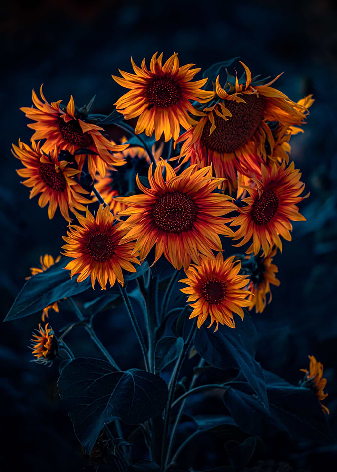 Sunflower hydra