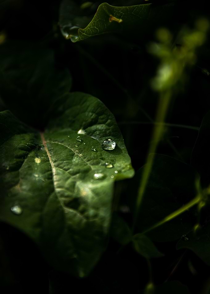 Morning dew