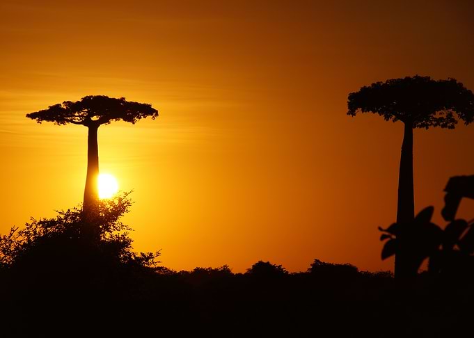 Boababs at sunset