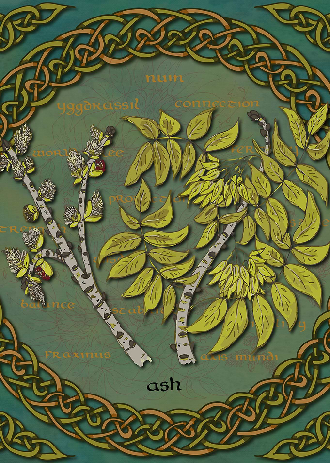 Celtic Ash Tree