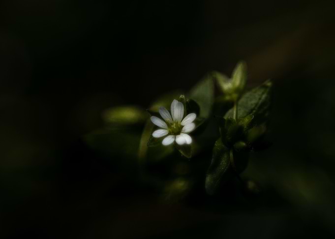 Macro flower