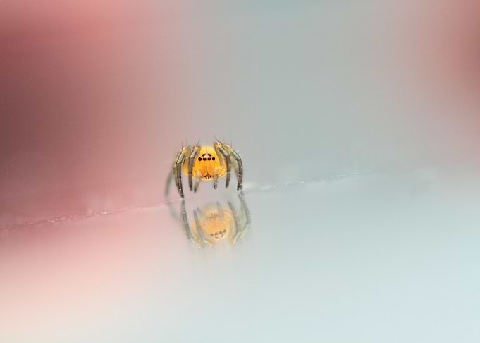 Little eyes