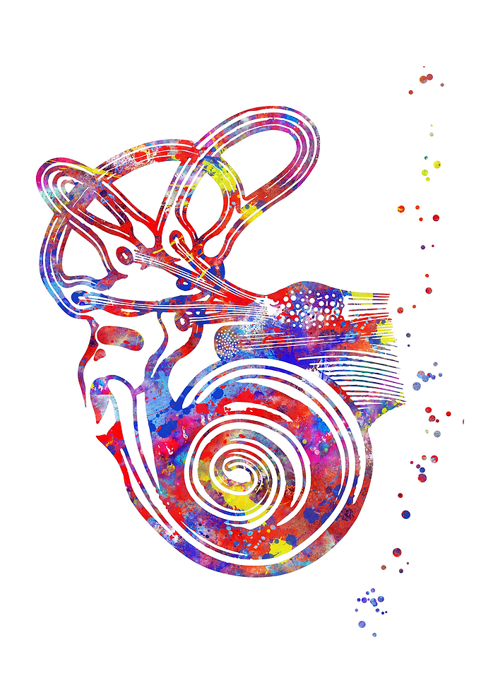 Ear anatomy
