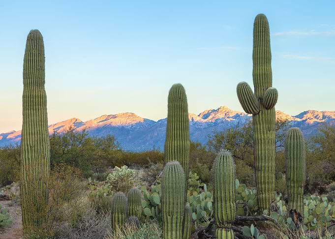Sonoran Morning