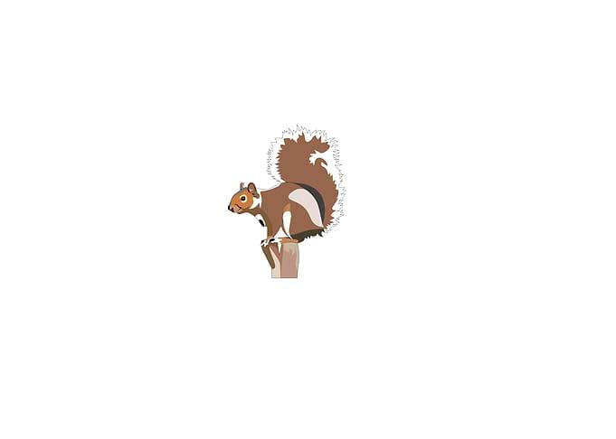 Squirrel illustration