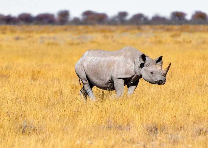 Gorgeous Rhino