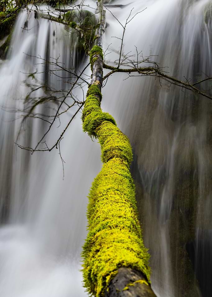 Moss covered