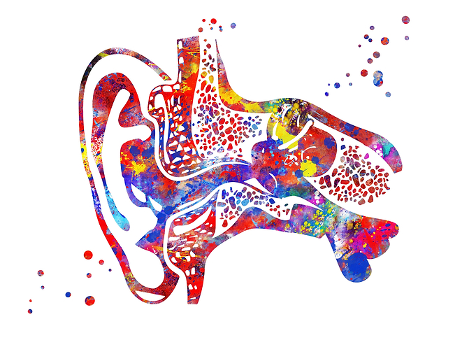Ear anatomy