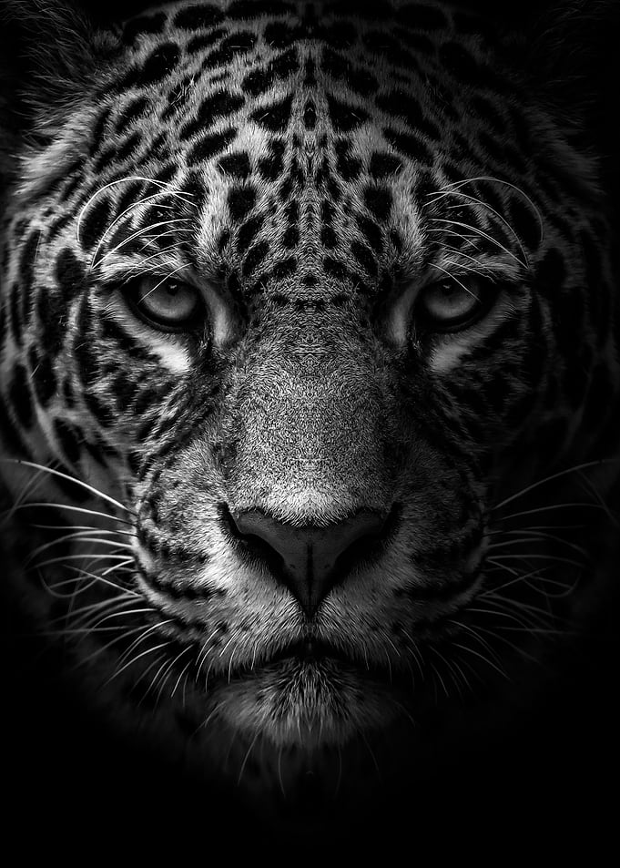 african leopard face black