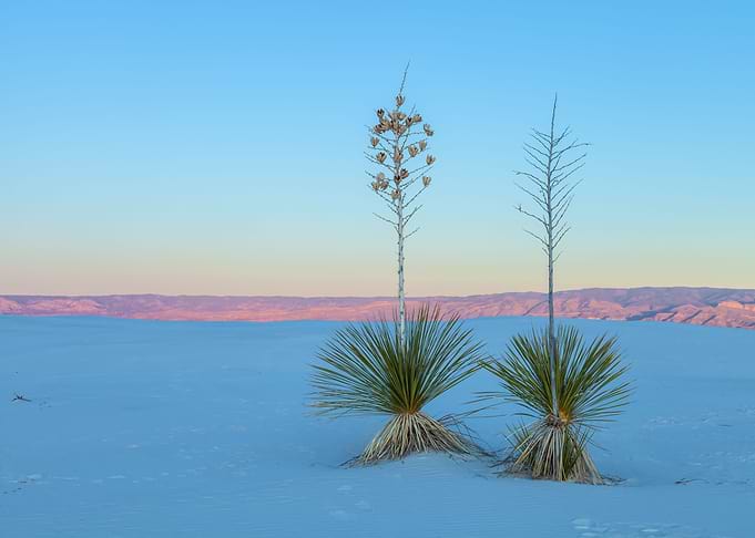 Couple Yuccas