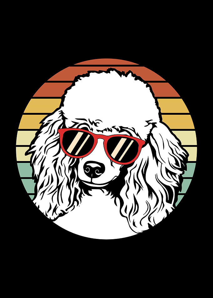 Toy Poodle Dog