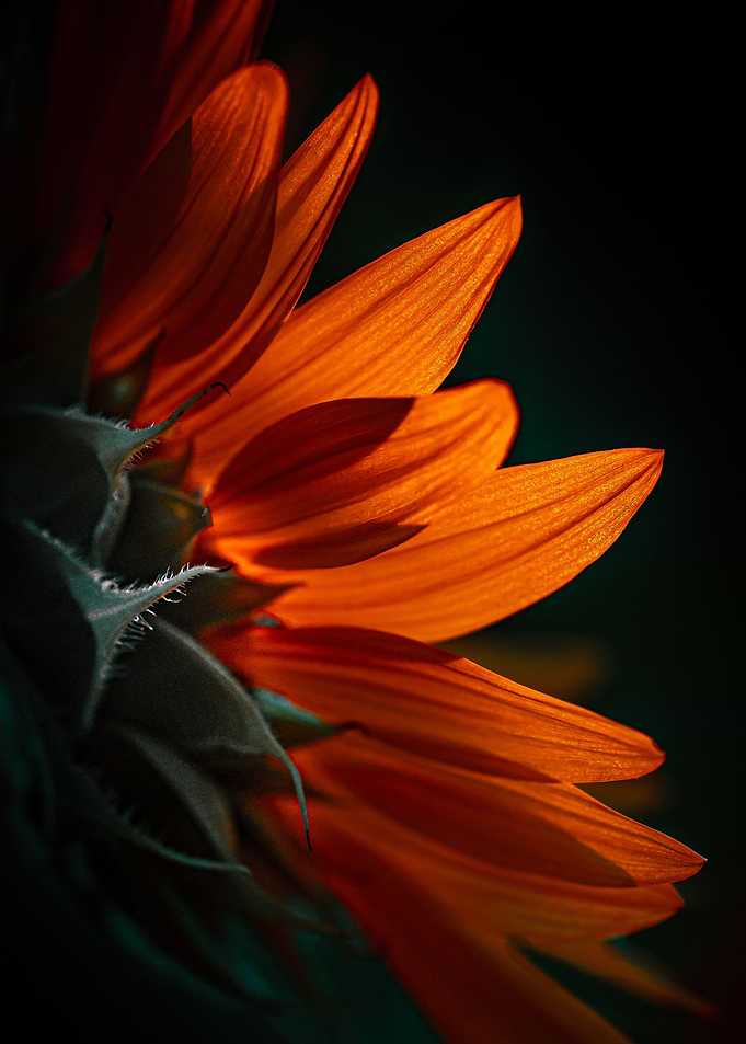 Sunflower profile