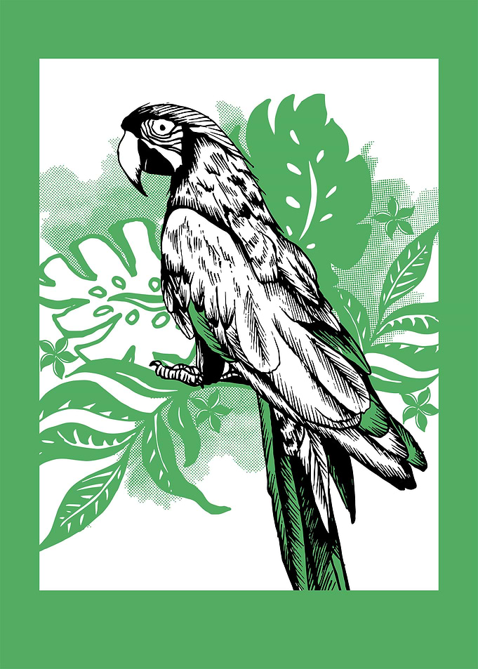 Parrot macaw