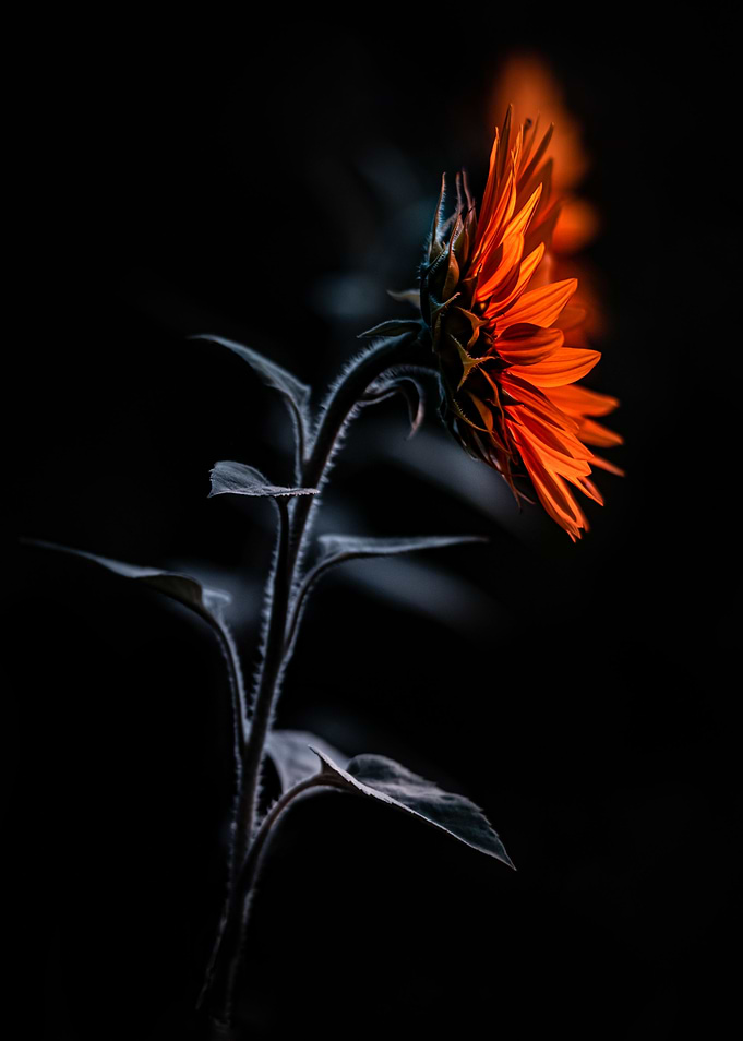 Glowing sunflowers