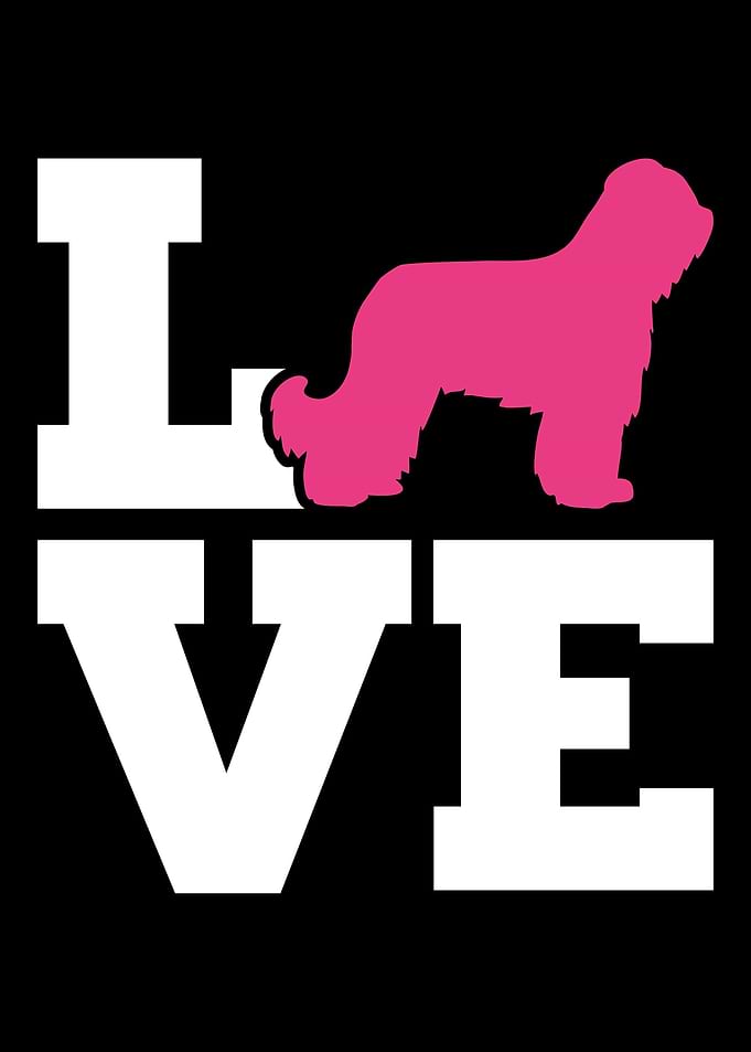 Briard