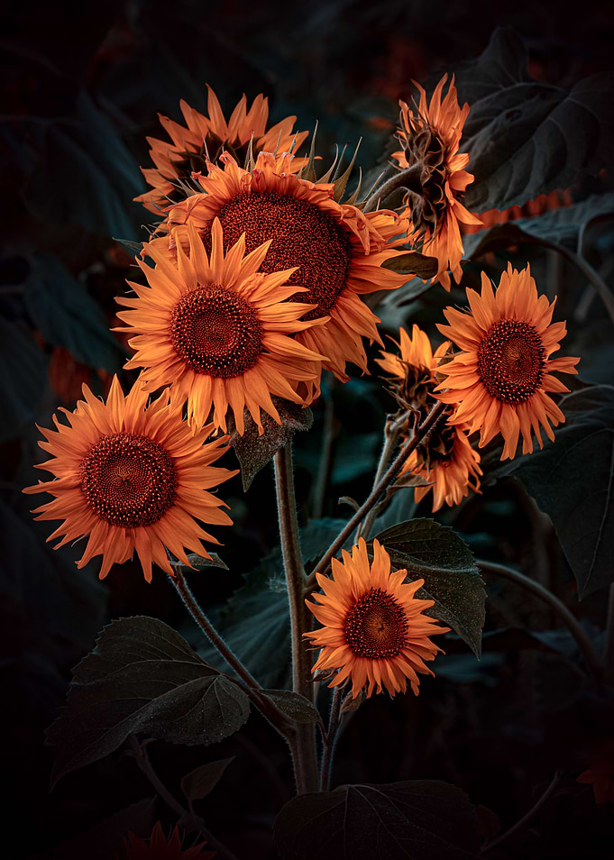 Sunflower family