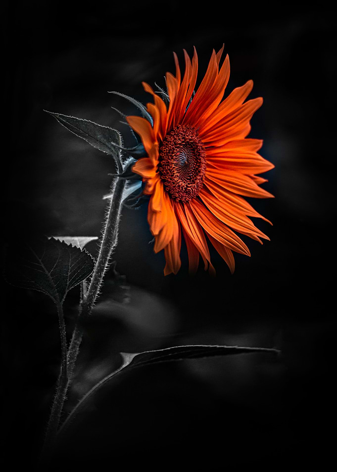 Sunny star