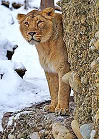 Beautiful Lioness