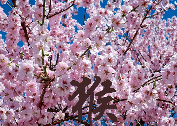 Cherry Blossom