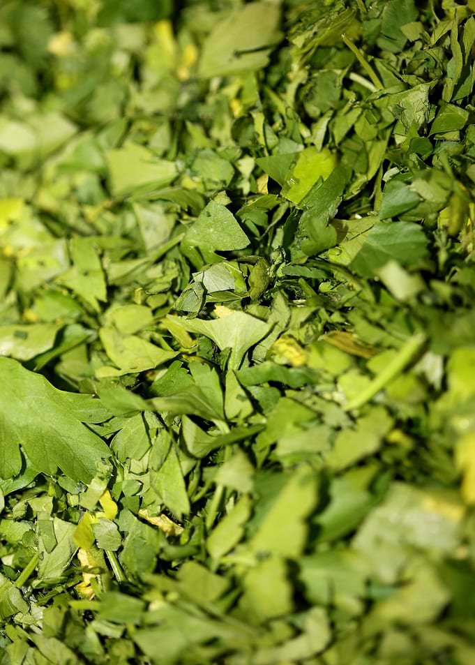 Cichorium endivia salad
