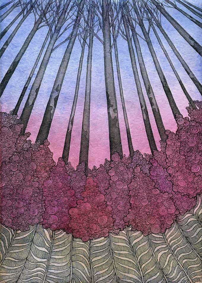 Fireweeds