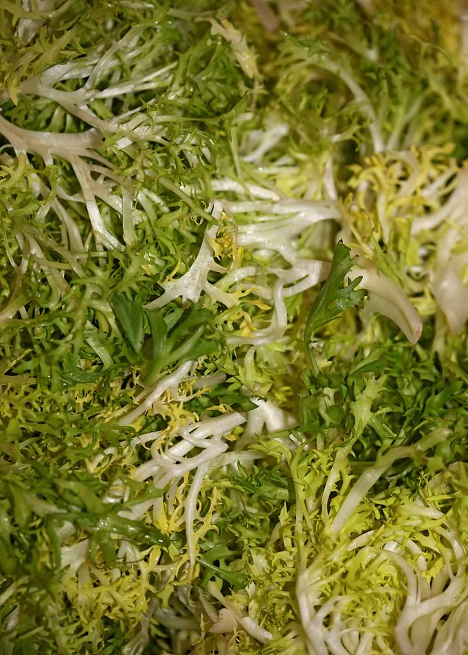 Cichorium endivia salad