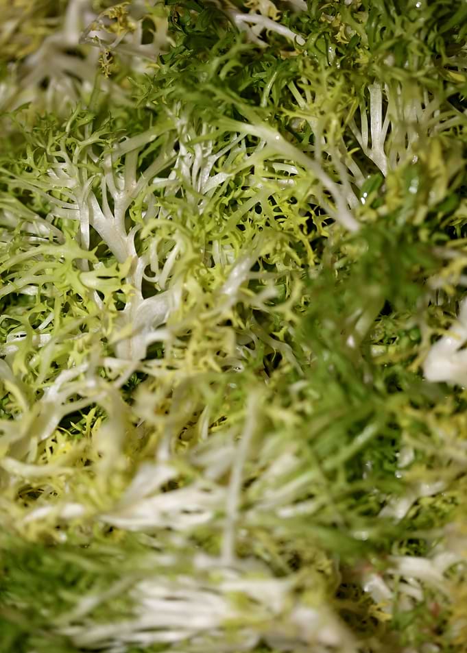 Cichorium endivia salad