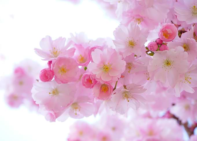 Cherry Blossom