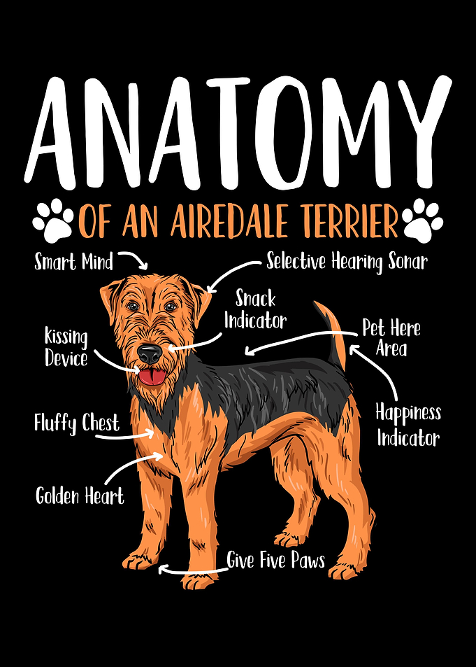 Airedale Terrier Dog Anato