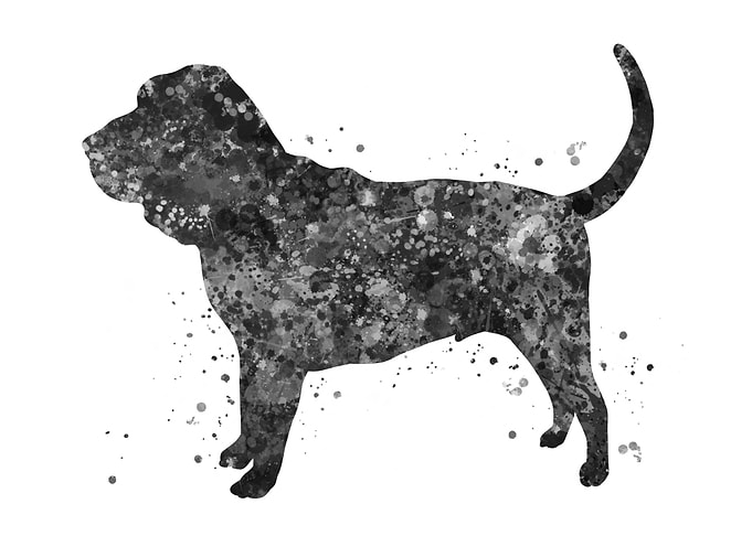 Bloodhound dog