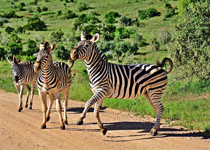 Three Zebras