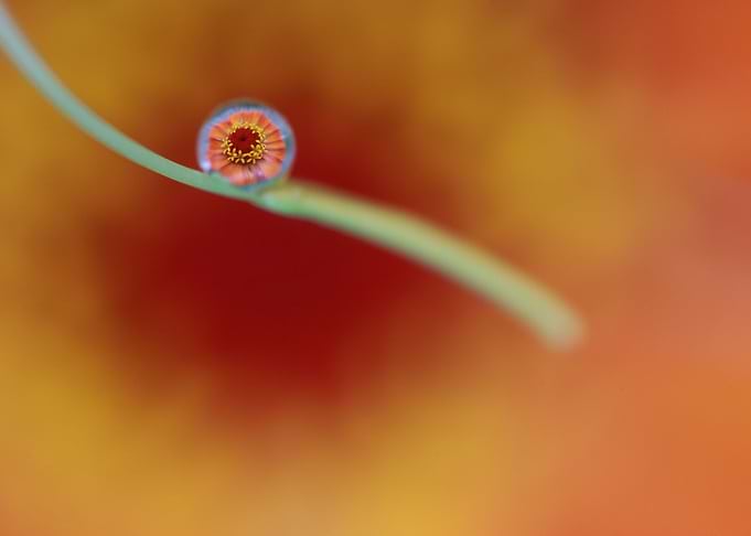 Little Orange drop