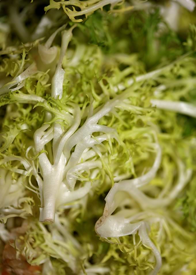 Cichorium endivia salad