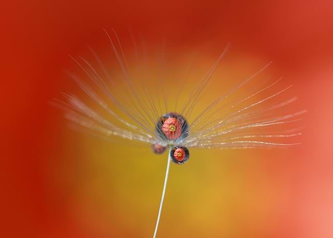 Little umbrella