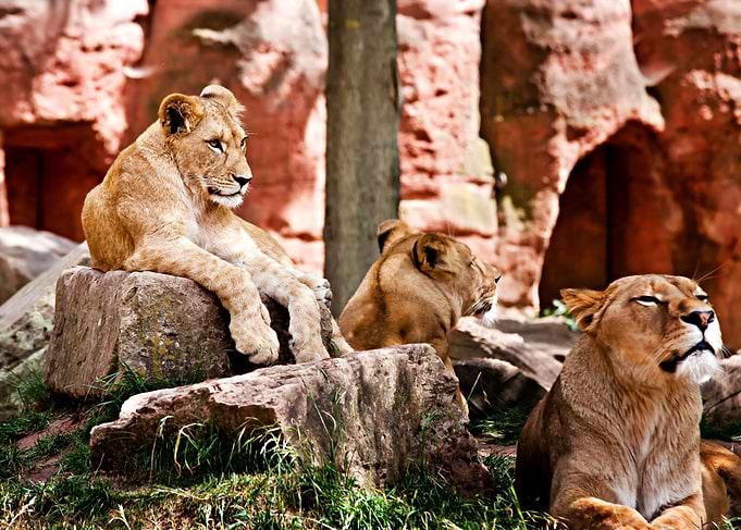 Three Lionesses