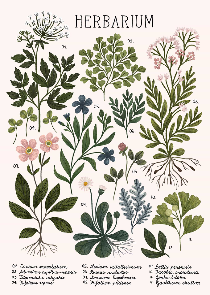 Herbarium Bright
