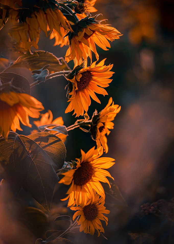 Sunny evening