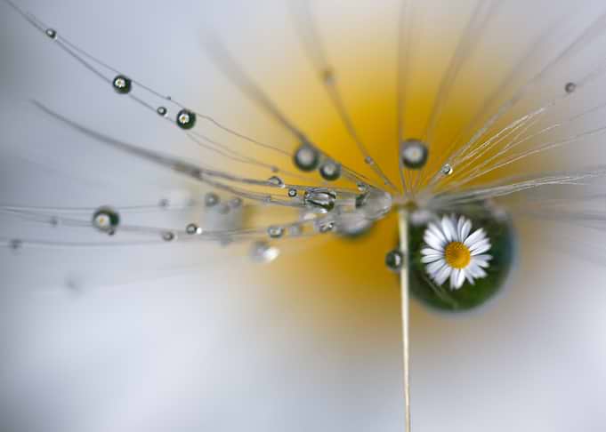 Daisy stars
