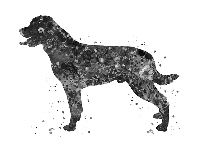 Rottweiler dog