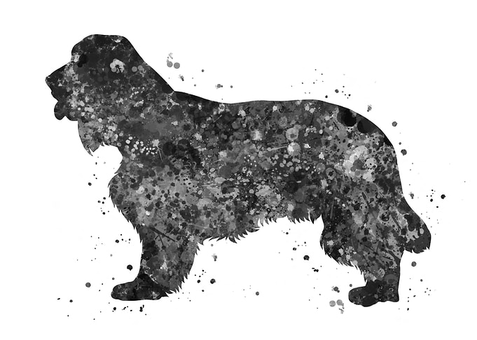 Cocker spaniel dog