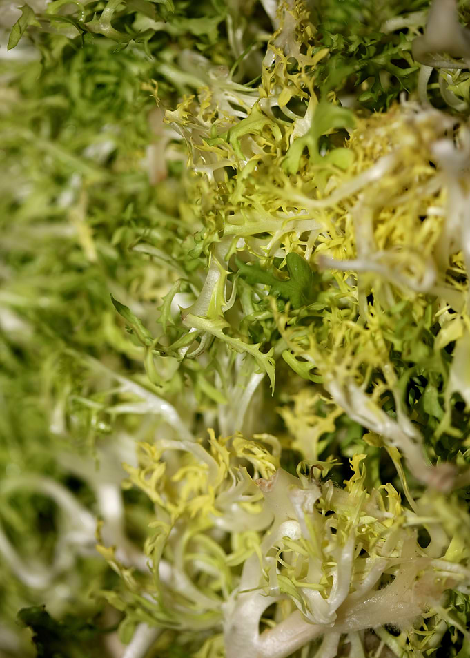 Cichorium endivia salad