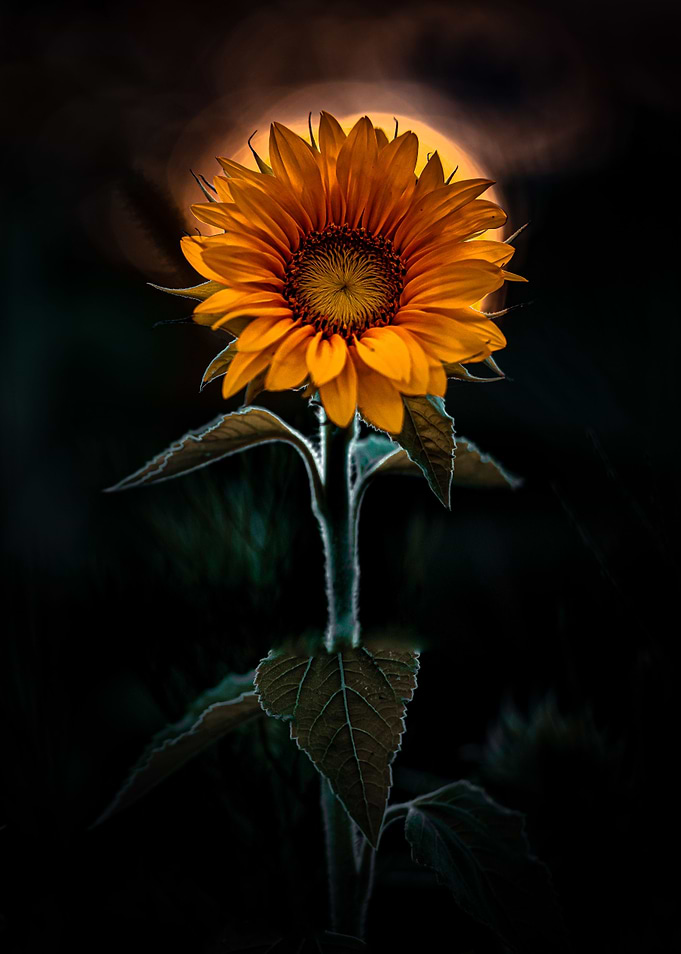Sunflower king