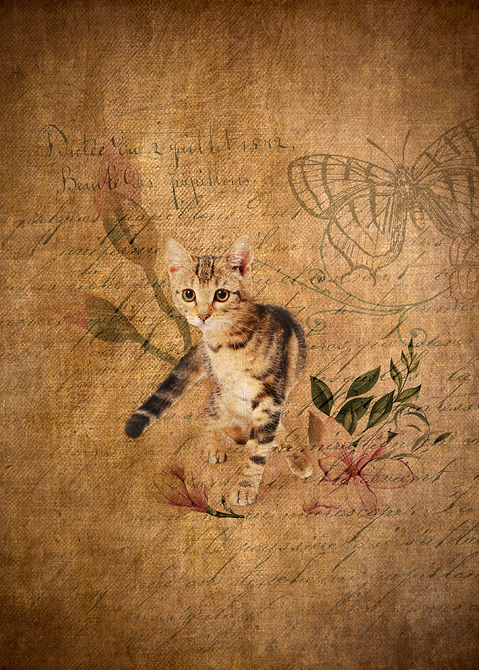 Vintage Cat