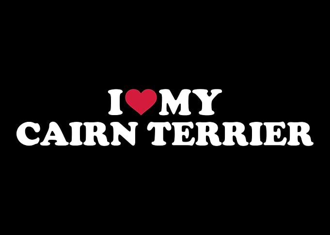 Cairn Terrier