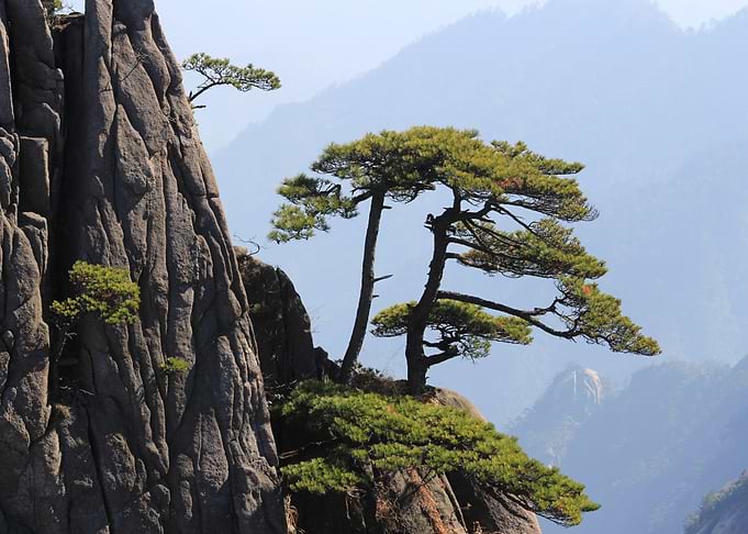 Naturally Nature